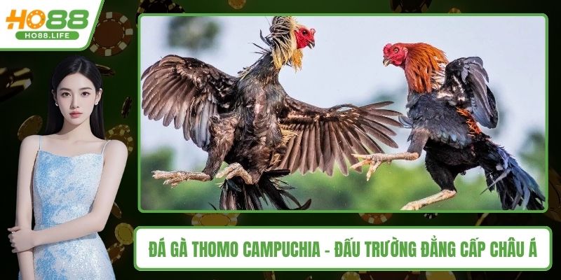Đá gà thomo campuchia