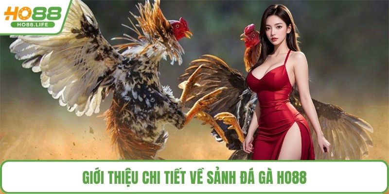 Giới thiệu chi tiết về sảnh đá gà HO88