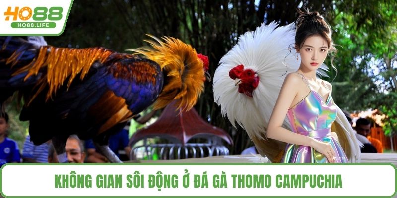 Không gian sôi động ở đá gà thomo campuchia