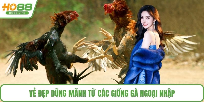 Vẻ đẹp dũng mãnh từ các giống gà ngoại nhập